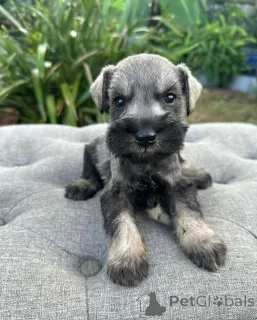 Дополнительные фото: Urocze szczenięta rasy sznaucer do adopcji.