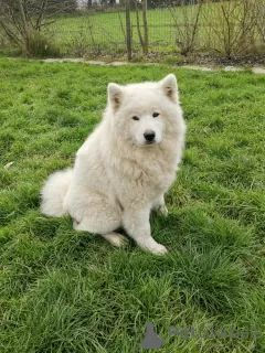 Дополнительные фото: SAMOYED LOF BABIES - 2 КОБЕЛЯ, РОЖДЕННЫЕ 04.06.23