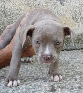 Дополнительные фото: Американские карманные щенки хулигана