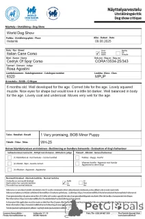 Фото №3. Катанута Дамиан.  Румыния