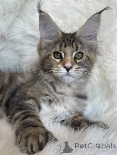 Фото №1. мейн-кун - купить в Альбом за 121₽. Объявление №161200