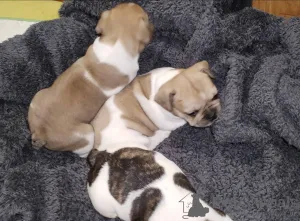 Фото №1. французский бульдог - купить в Краматорске за договорная. Объявление №147047