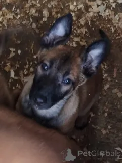 Дополнительные фото: Бельгийская овчарка (Малинуа)