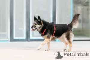 Фото №4. Продажа беспородную в Москве реке частное объявление - цена Бесплатно