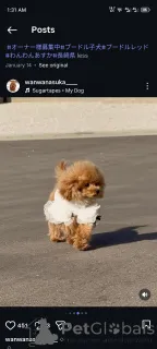 Фото №1. пудель (той) - купить в Гамбург за договорная. Объявление №163988