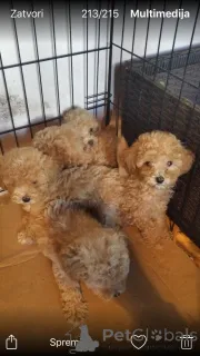 Дополнительные фото: Солозцы красивые щенки для продажи