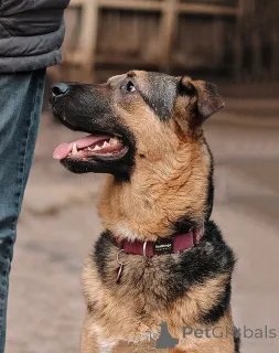 Фото №4. Продажа беспородную в Санкт-Петербурге частное объявление - цена Бесплатно