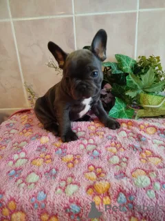 Фото №4. Продажа французского бульдога в Минске частное объявление - цена 72474₽