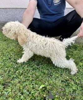 Фото №3. Lagotto Romagnolo, щенок доступен.  Сербия