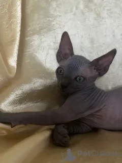 Дополнительные фото: Nataliia