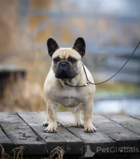 Дополнительные фото: Французский бульдог красивые щенки