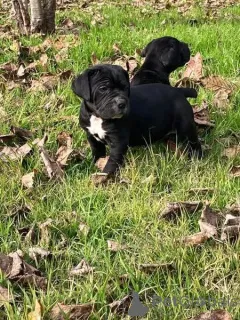 Фото №3. Nuttede Cane Corso очень красив и безопасен для всех.  Дания