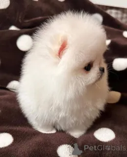 Фото №3. Szczenięta pomeraniana do adopcji, bardzo przyjazne dla dzieci i innych.  Польша