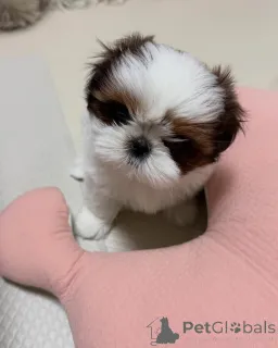 Фото №3. Entzückende Shih-Tzu-Welpen suchen ein Liebevolles Zuhause!.  Германия