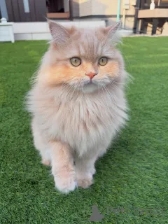 Фото №1. сибирская - купить в Egilsstaðir за договорная. Объявление №158457