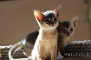 Фото №4. Продам абиссинскую в Бобруйске из питомника - цена 98565₽