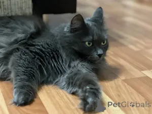 Фото №4. Продам  в Минске частное объявление - цена Бесплатно