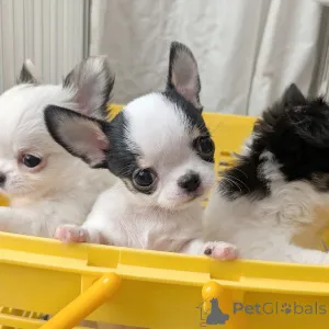 Дополнительные фото: У вас красивые собаки. Я люблю чихуахуа, свяжитесь с WhatsApp Business