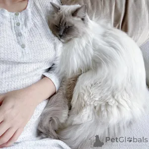 Фото №1. рэгдолл - купить в Арнем за 49427₽. Объявление №159298