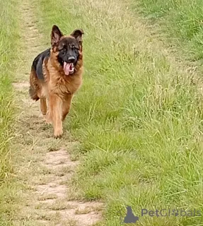 Фото №2 к объявлению №141324 о продаже беспородную - купить в Чехии заводчик