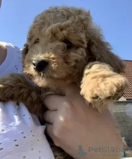 Фото №3. Goldendoodle Medium puppies for sale.  Германия