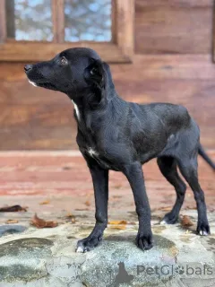 Дополнительные фото: Два чудесных щеночка (девочки) ищут дом!