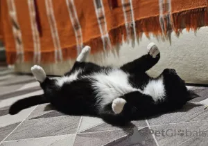 Дополнительные фото: Очаровательная кошка Соня в дар