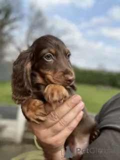 Фото №3. Forever Puppyanzeige aufgeben Zurück - Startseite / Hunde / Zwergdackel Langhaar.  Германия