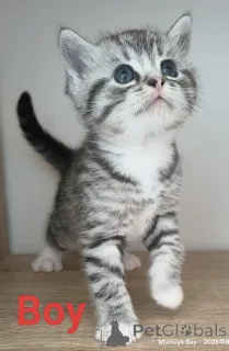 Фото №1. шотландская вислоухая (скоттиш фолд) - купить в Роторуа за 38962₽. Объявление №151105