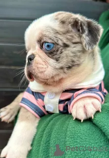 Фото №1. мопс - купить в Сомбор за 324685₽. Объявление №148208