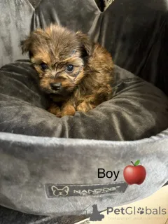 Фото №4. Продажа чау-чау в Арканзас -Сити частное объявление - цена 31454₽