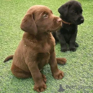 Фото №1.  - купить в Албама за договорная. Объявление №162689