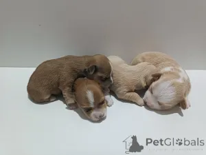 Фото №1. гаванский бишон - купить в Белграде за договорная. Объявление №146295