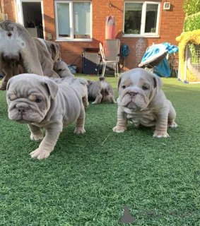 Дополнительные фото: Очаровательный английский бульдог готов пойти навсегда домой