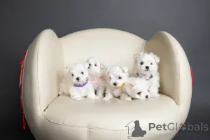 Фото №1. мальтийская болонка - купить в Нью-Йорке за 64067₽. Объявление №146096