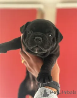 Фото №1. американский питбультерьер - купить в Франкфурт за 32468₽. Объявление №154436