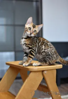 Дополнительные фото: Элитные бенгальские котята котик