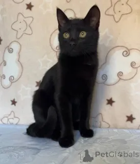 Фото №2 к объявлению №164930 о продаже  - купить в Беларуси 