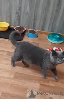 Фото №3. Кот Винтер ждет заботливых хозяев. Россия