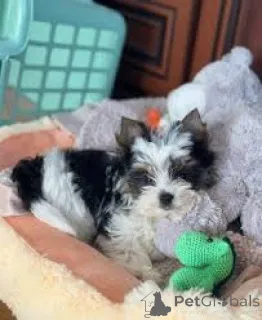 Фото №2 к объявлению №162612 о продаже бивер-йоркширского терьера - купить в Бельгии частное объявление, заводчик