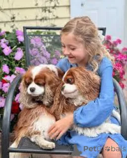 Фото №1. кинг-чарльз-спаниель - купить в Амстердам за 64937₽. Объявление №162729