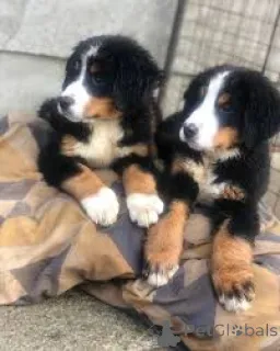 Фото №2 к объявлению №167736 о продаже бернского зенненхунда - купить в Бельгии частное объявление, заводчик