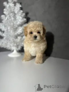 Фото №2 к объявлению №163102 о продаже пуделя (той) - купить в Финляндии частное объявление, из приюта