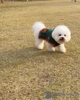 Фото №1. мальтийская болонка - купить в Берлине за 51022₽. Объявление №167176