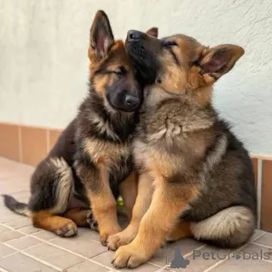 Фото №1. немецкая овчарка - купить в Мюнхене за договорная. Объявление №158379