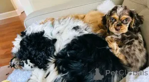 Фото №1. американский кокер-спаниель - купить в Берлине за 92767₽. Объявление №139039