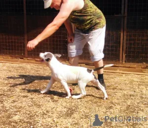 Фото №4. Продажа американского стаффордширского терьера в Пушкино  - цена Бесплатно