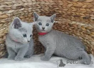 Фото №1. русская голубая - купить в Хельсинки за 46384₽. Объявление №166331