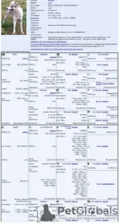 Фото №4. Продажа западносибирскую лайку в Минске частное объявление - цена 15365₽