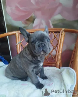 Дополнительные фото: Красивый мальчик французский бульдог.